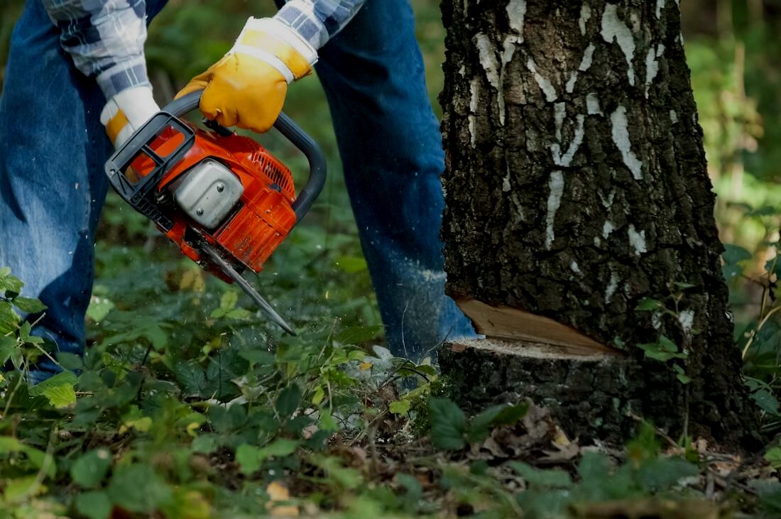 Tree cutting with chainsaw